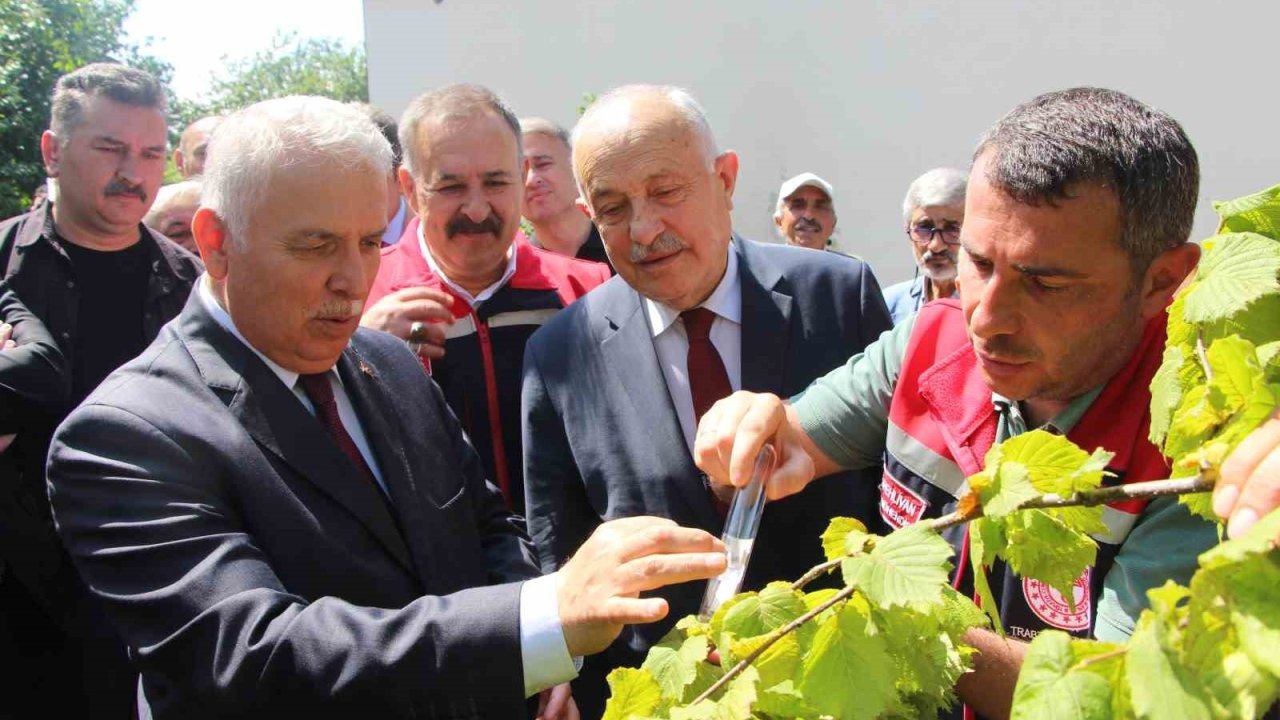 İstilacı kokarcaya karşı samuray arısı umudu