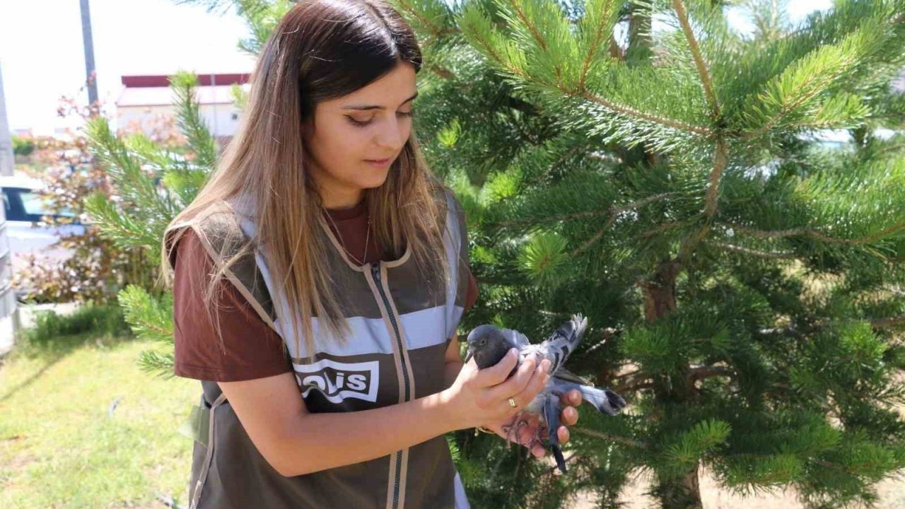 Yaralı güvercine polis şefkati