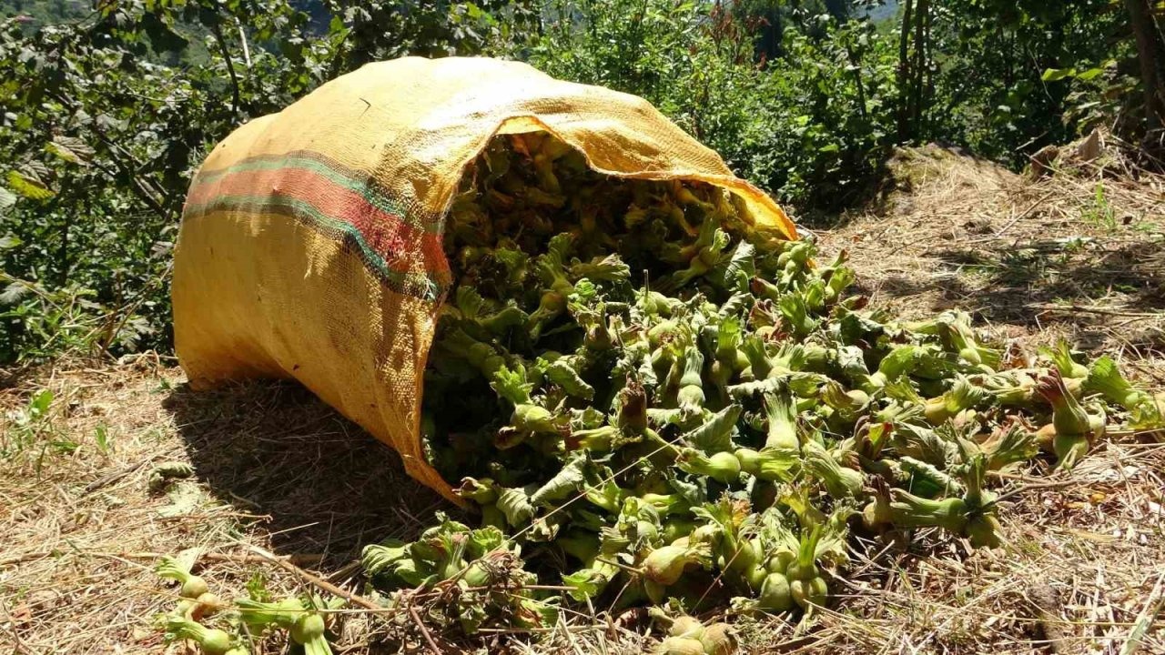 Giresun’da fındık hasadı başladı