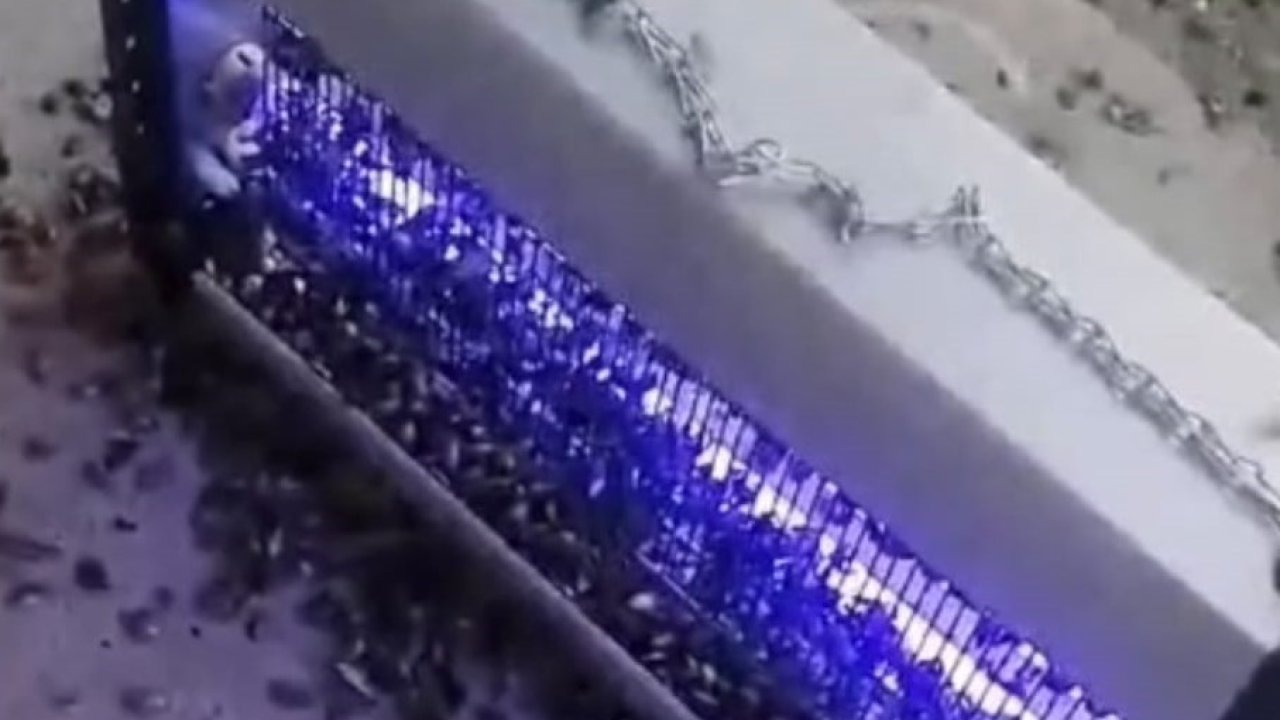 Kahverengi kokarcaya ultraviyole çözüm