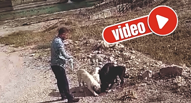 Yavru köpeklere vatandaş duyarlılığı