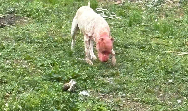 Başıboş pitbull, köpeği parçaladı, 1 kişi de yaralandı: Dehşet anları kamerada