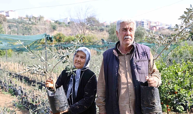 Dağdan topladıkları zeytin fidanlarını aşılayıp dayanıklı zeytin ağacı ortaya çıkardılar