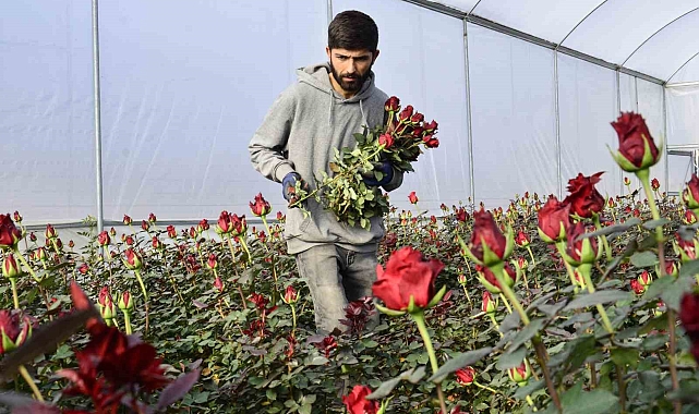 Gül üreticileri ve çiçekçi esnafını '14 Şubat' telaşı sardı