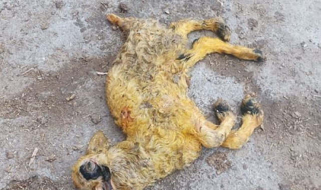 Üç kulaklı, tek gözlü ve ters ayaklı doğan kuzu görenleri hayrete düşürdü