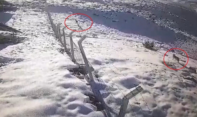 Aç kalan kurtlar yerleşim yerlerine indi