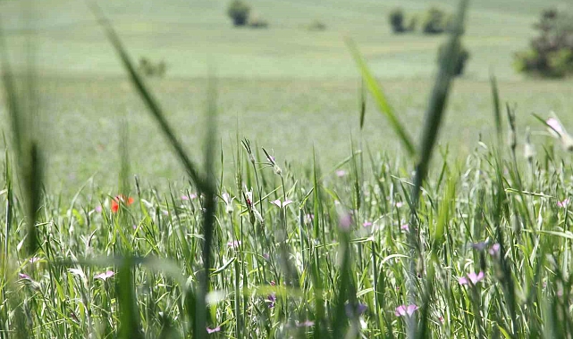 Çiftçilere "ÇKS ürün güncellemesi" hatırlatması