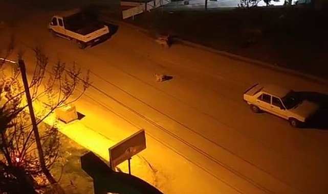 Elazığ'da sokak köpekleri çocuğa saldırdı