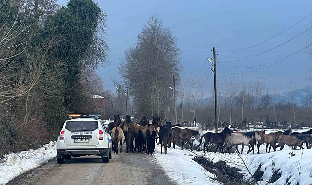 Samsun'da başıboş atlar belediyeyi harekete geçirdi