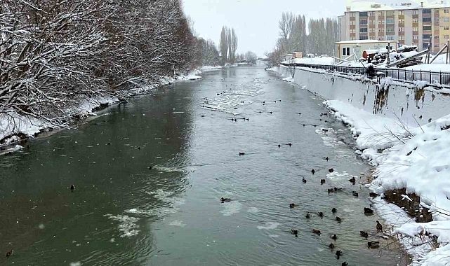 Sibirya'dan göç eden yeşilbaşlı ördekler Bayburt'u sevdi