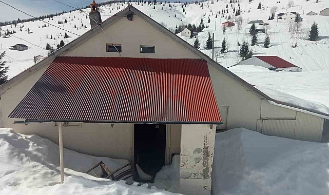 Sis Dağı Yaylası'nda çığ faciası sonrası bu kez de ayı faciası yaşanıyor