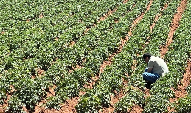 Türk girişimcilerden Sahra Çölü'nde tarım projesi