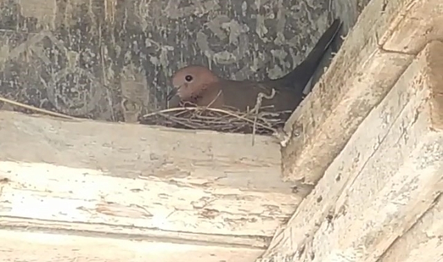 Kuş yuva yaptı, inşaat durdu