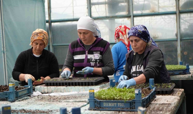 Milyonlarca sebze fidesi Erzincan seralarında büyüyor