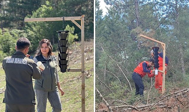 Ormanları kurutan böceğe karşı sıkı önlem