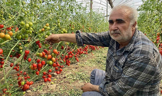 Üreticiden fiyat farkına tepki: "Domates bizden 15 TL'ye alınıyor marketlerde 70 TL'ye satılıyor. Aradaki farkı kim yiyor"