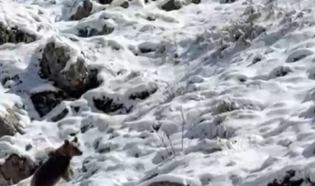 Yayla evlerini tahrip eden ayılardan biri kaçarken görüntülendi: Köpek sesi çıkararak ayının dikkatini çekmeye çalıştı