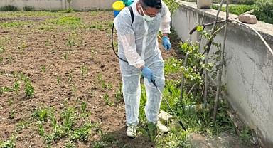Aydıntepe'de yabancı ot mücadelesi başlatıldı