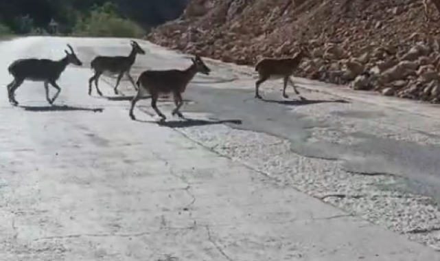Gümüşhane'de vaşak ve dağ keçileri yollara indi
