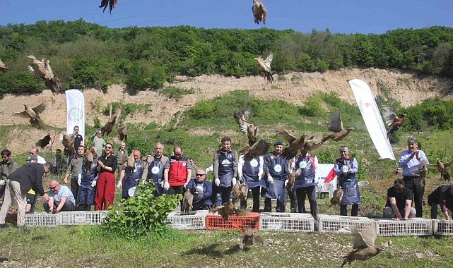Ordu'da kokarcaya karşı sülün