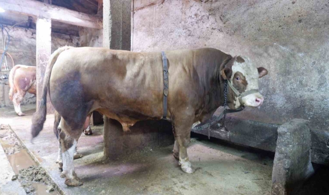 1 ton 200 kiloluk tosun 400 bin liraya satıldı