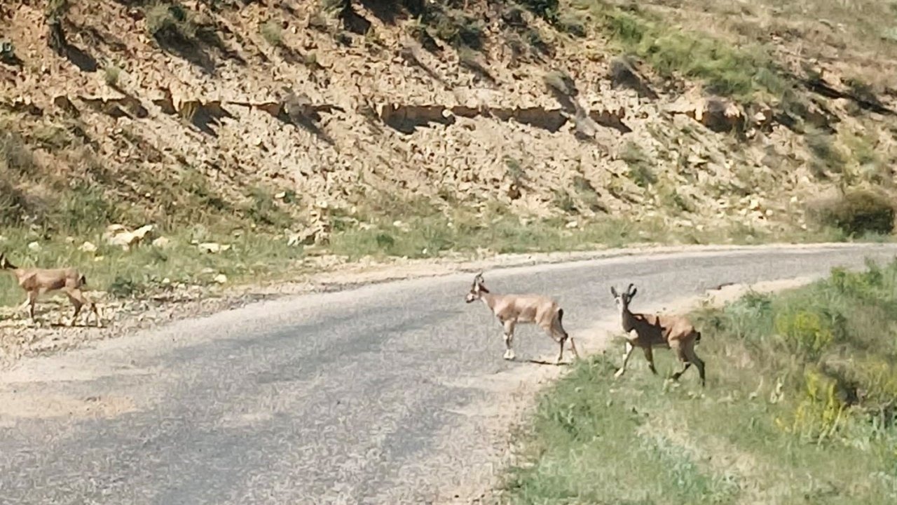 Dağ keçilerini görüntüledi, "Ne kadar güzelsiniz" diyerek paylaştı