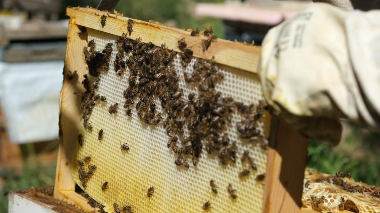 Aşırı sıcaklara karşı arıları koruyun