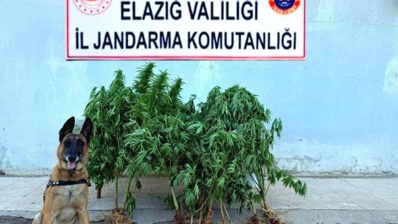 Elazığ’da tapulu arazide kenevir ele geçirildi