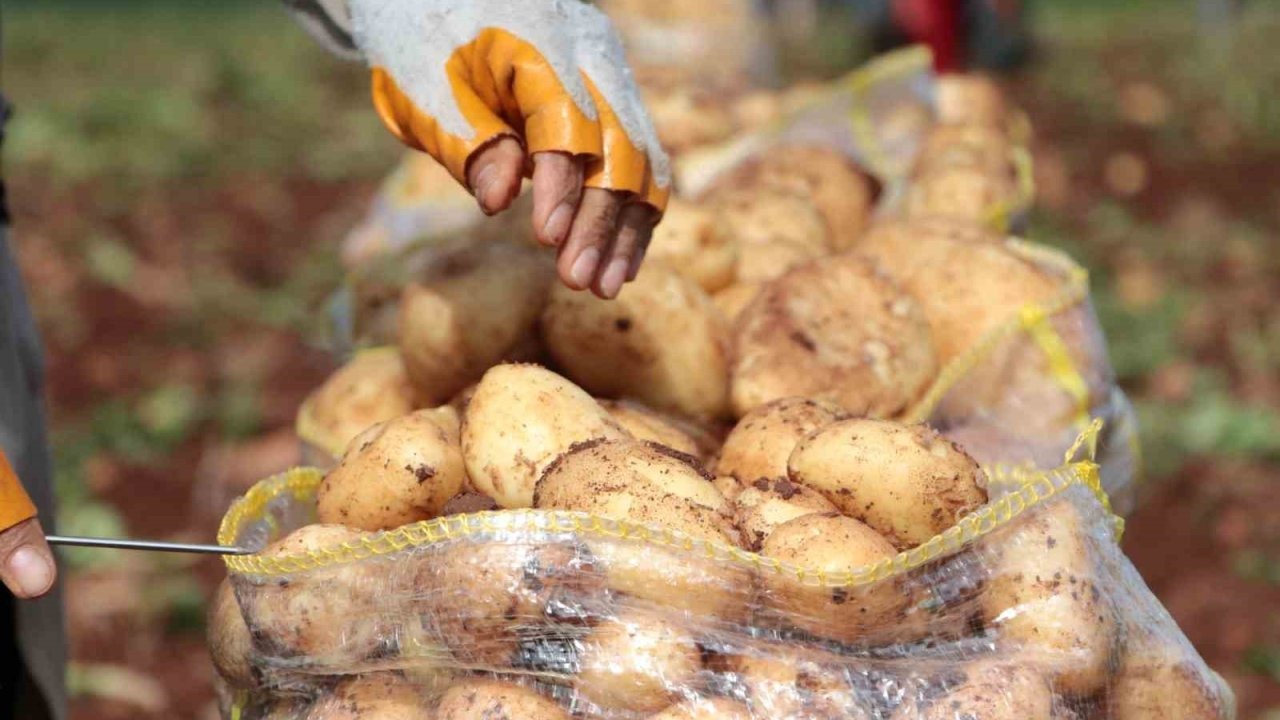 Erzincan’da patates hasadı başladı