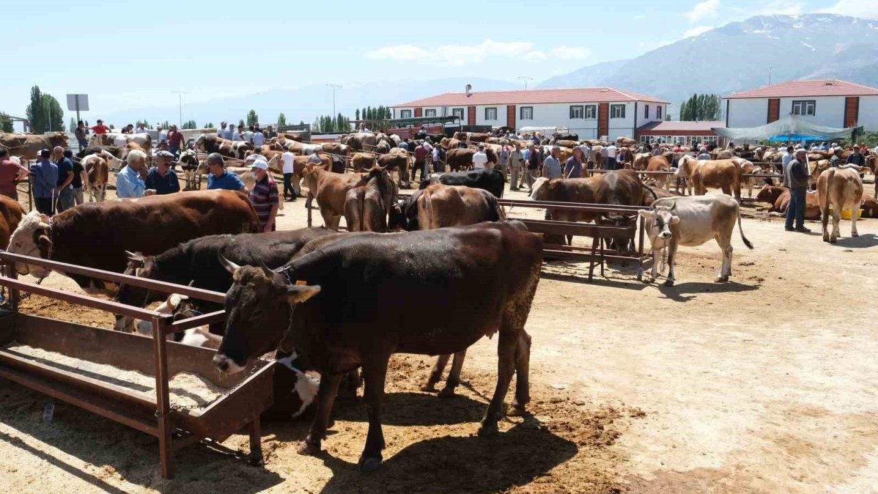 Refahiye’nin 34 köyünde şap karantinası
