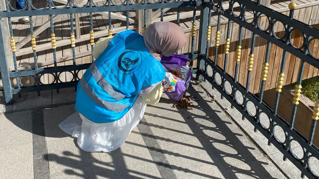Ülkücülerden sokak hayvanlarına şefkat eli…