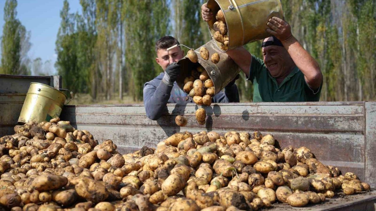 Patates hasadı yüz güldürdü