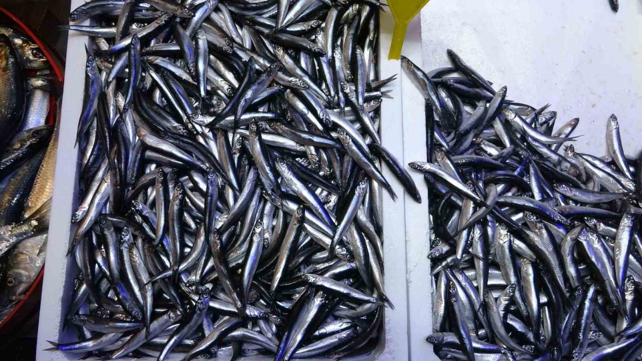 Beklenen Gürcistan hamsisi gelmeyince tezgahlar buzhane hamsisine kaldı