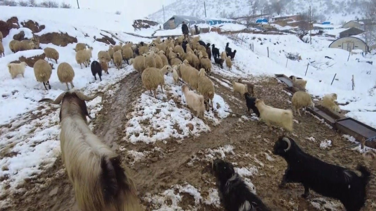 Beyaz örtü altında zorlu yaşam: Erzincan köylerinde kış mesaisi