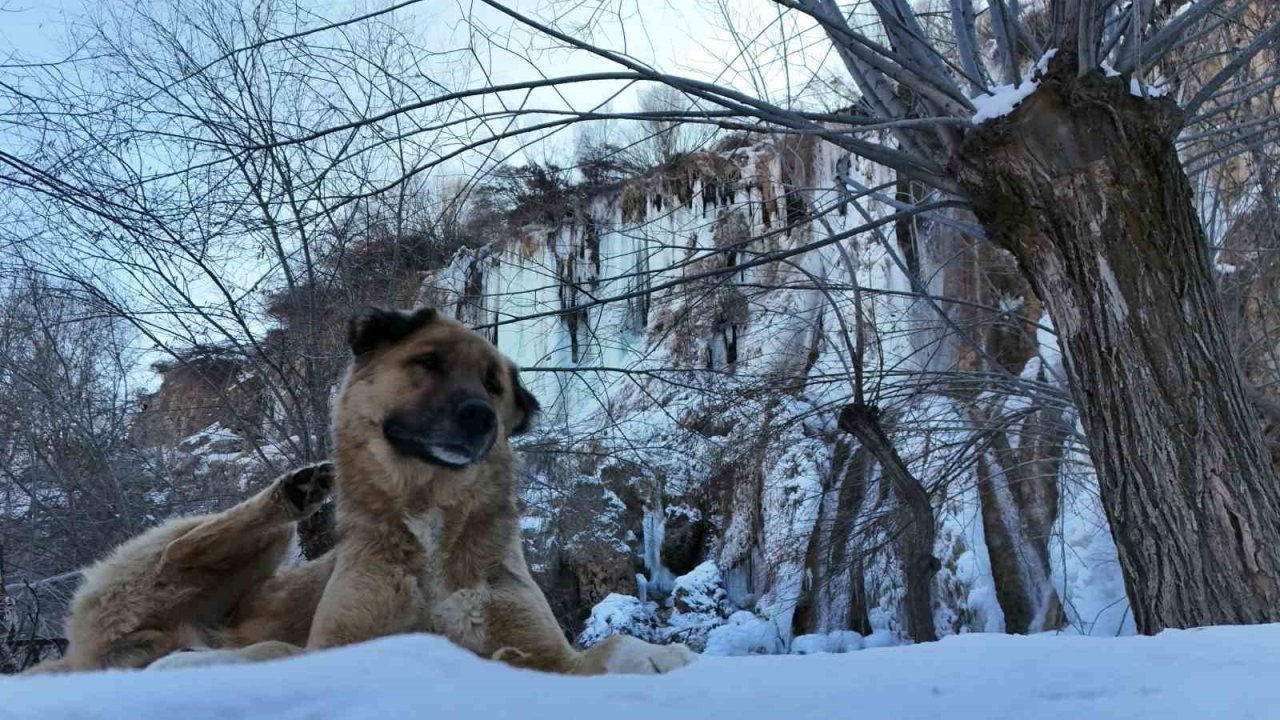 Erzincan’da doğa dondu, Girlevik Şelalesi buz kesti