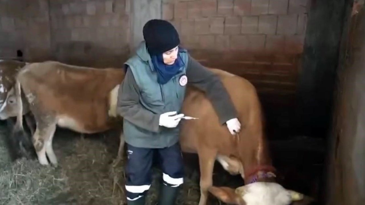 Kar altında şap seferberliği