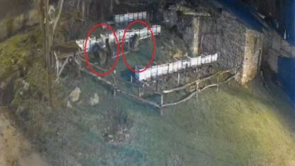 Ayıların bal keyfi köpek sesine kadar sürdü!