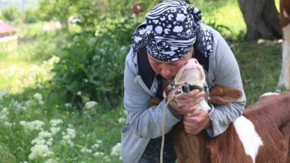 Üzümlü’de yabancı gelin hayvancılığa renk kattı