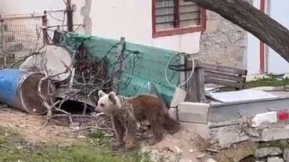 Ayılar yaylalardan sonra köyleri mesken edindi: Vatandaşlar tedirgin