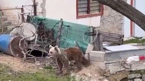 Ayılar yaylalardan sonra köyleri mesken edindi: Vatandaşlar tedirgin